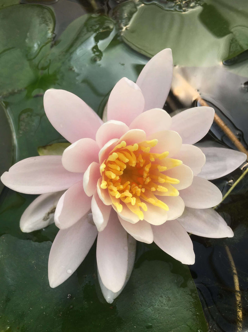 Nymphaea 'WB Shaw'