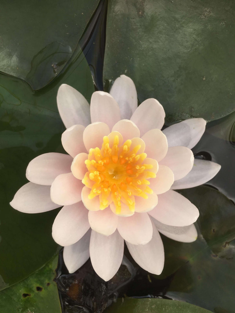 Nymphaea 'WB Shaw'