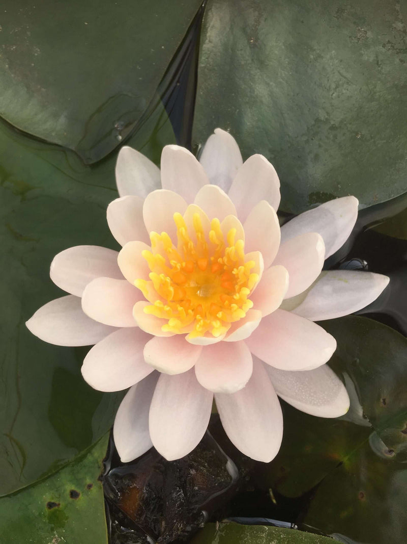 Nymphaea 'WB Shaw'