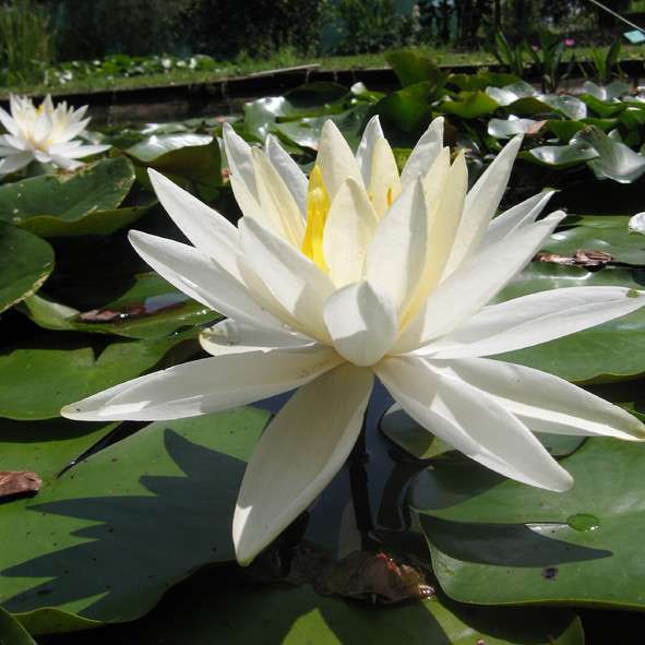Nymphaea 'White Gladstoniana'
