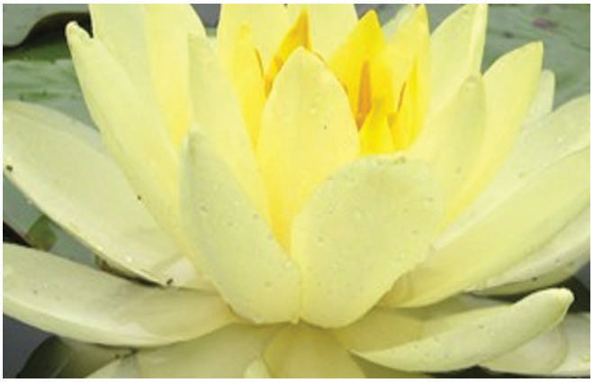 Nymphaea 'Yellow Sensation'
