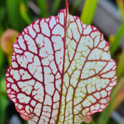 Sarracenia leucophylla Pubescent Form (Perdido, Alabama) MK-L7