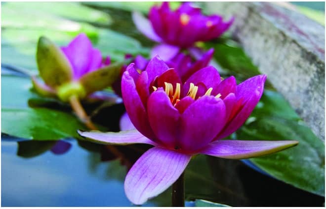 Nymphaea 'Pygmaea Rubra'