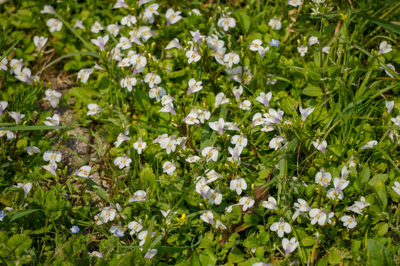 Mazus reptans 'Albus' (White Chinese Marshflower)