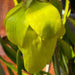 Sarracenia Flava Var. Maxima - Tall All Green Copper Tinged Reverse Veined