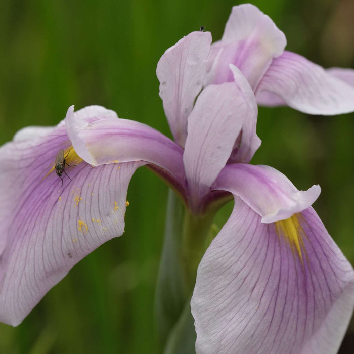 Iris laevigata 'Rose Queen'