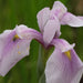 Iris laevigata 'Rose Queen'
