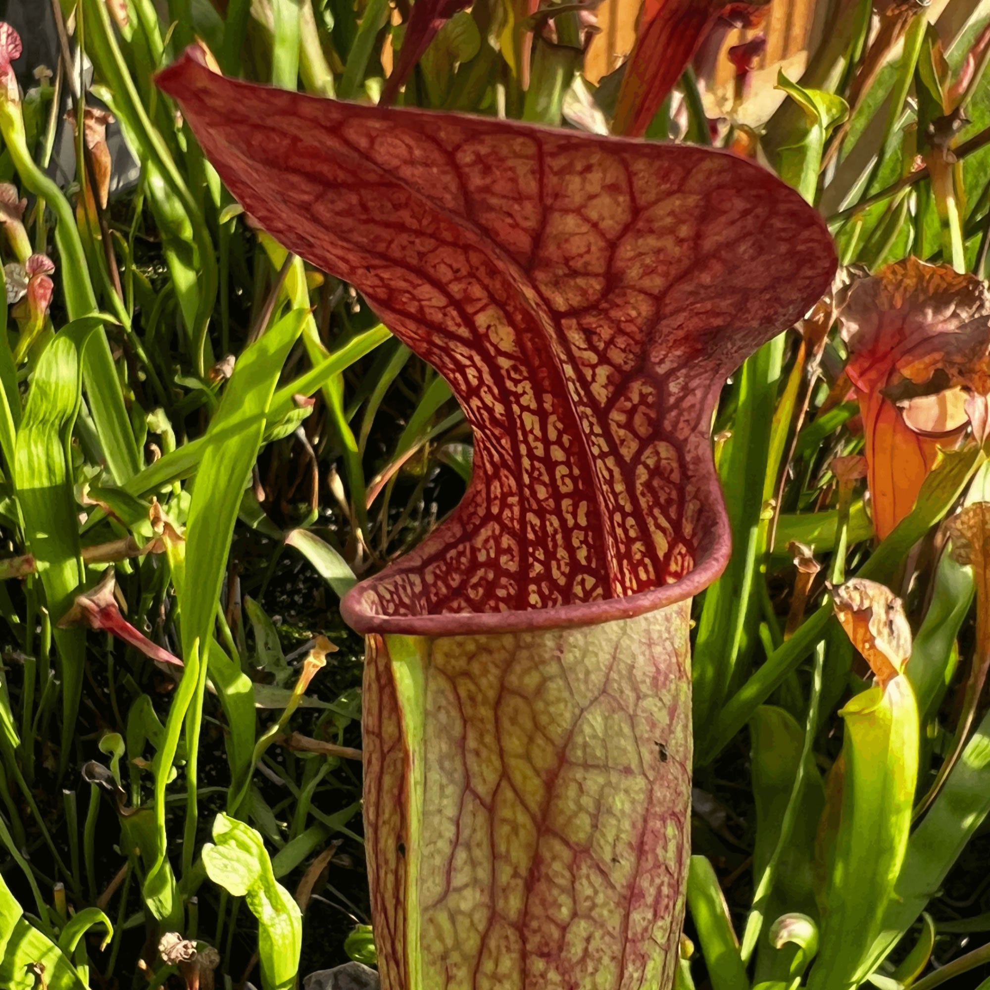 sarracenia alata jackson county