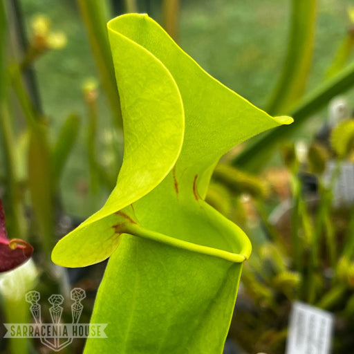 Sarracenia × Catesbaei - Ex Slack Ip-X08