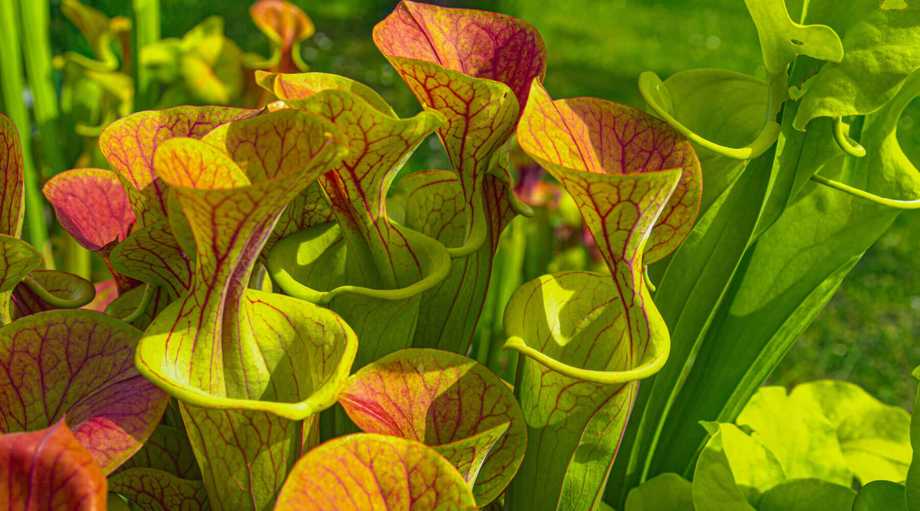 sarracenia flava