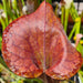 Sarracenia flava var. atropurpurea (Blackwater, North Florida) MS-F3
