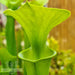 Sarracenia flava var. maxima 'James Wong' (Green Swamp, North Carolina) MS-SFX01