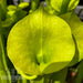 Sarracenia Flava Var. Maxima - Tall All Green Copper Tinged Reverse Veined
