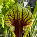 Sarracenia Flava Var. Rubricorpora - Selfed Mike King Plant (Sumatra Florida)