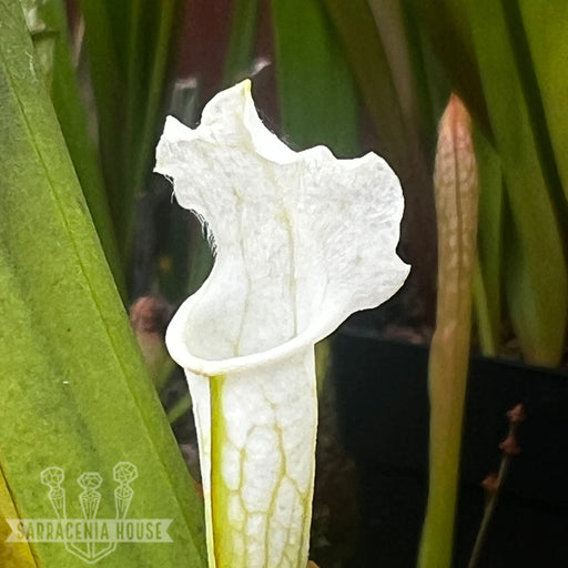 Sarracenia Leucophylla Var. Alba - No. 3 Ck Mk-L115