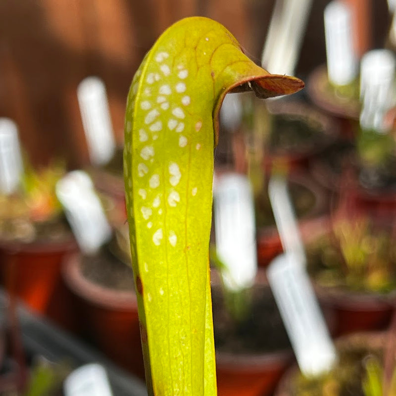 sarracenia minor m18