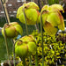 Sarracenia × Moorei - Ian Salter Clone 3