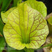 Sarracenia × moorei - Ian Salter Clone 3