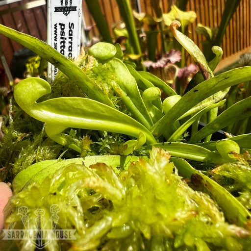 Sarracenia Psittacina Var. F. Viridescens - Green Rosette Mk-Ps18
