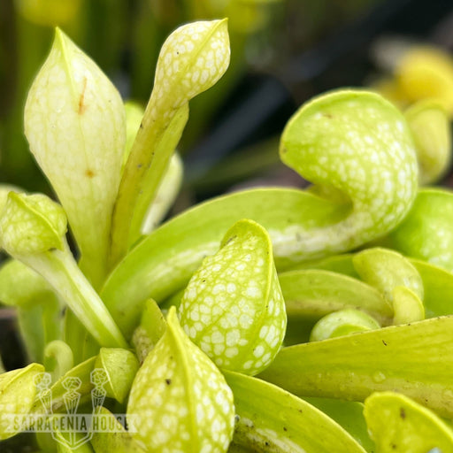 Sarracenia Psittacina Var. F. Viridescens (Wewahitchka Gulf County Florida)