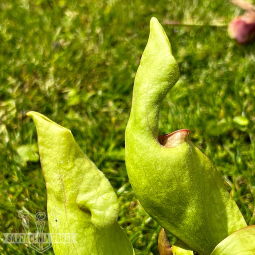 Sarracenia Purpurea Subsp. Venosa Var. Burkii Smurf