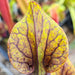 Sarracenia × soperi 'Roy Cheek'