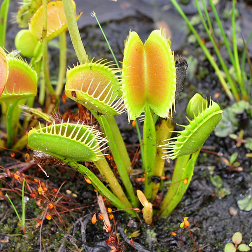 Dionaea Muscipula - Typical