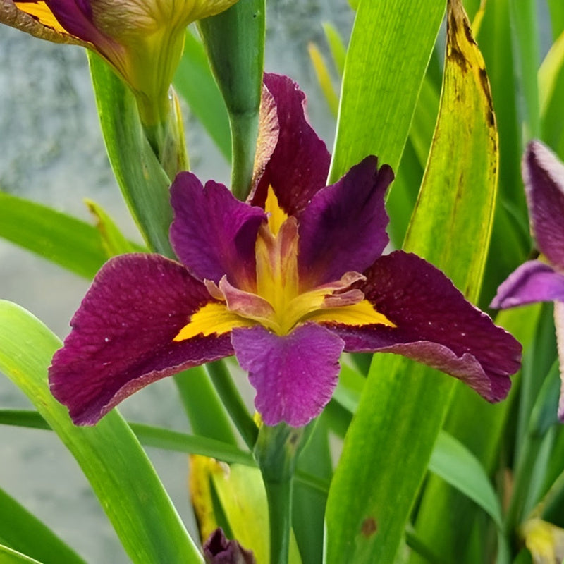 iris louisiana spicy cajun mpa131