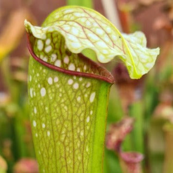 Sarracenia × excellens - Yellow Flower