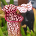 Sarracenia 'Diane Whittaker'