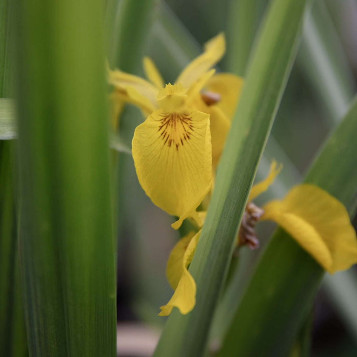 Yellow Flag Iris (Iris pseudacorus)
