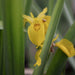 Yellow Flag Iris (Iris pseudacorus)