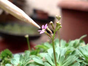 Stylidium debile video
